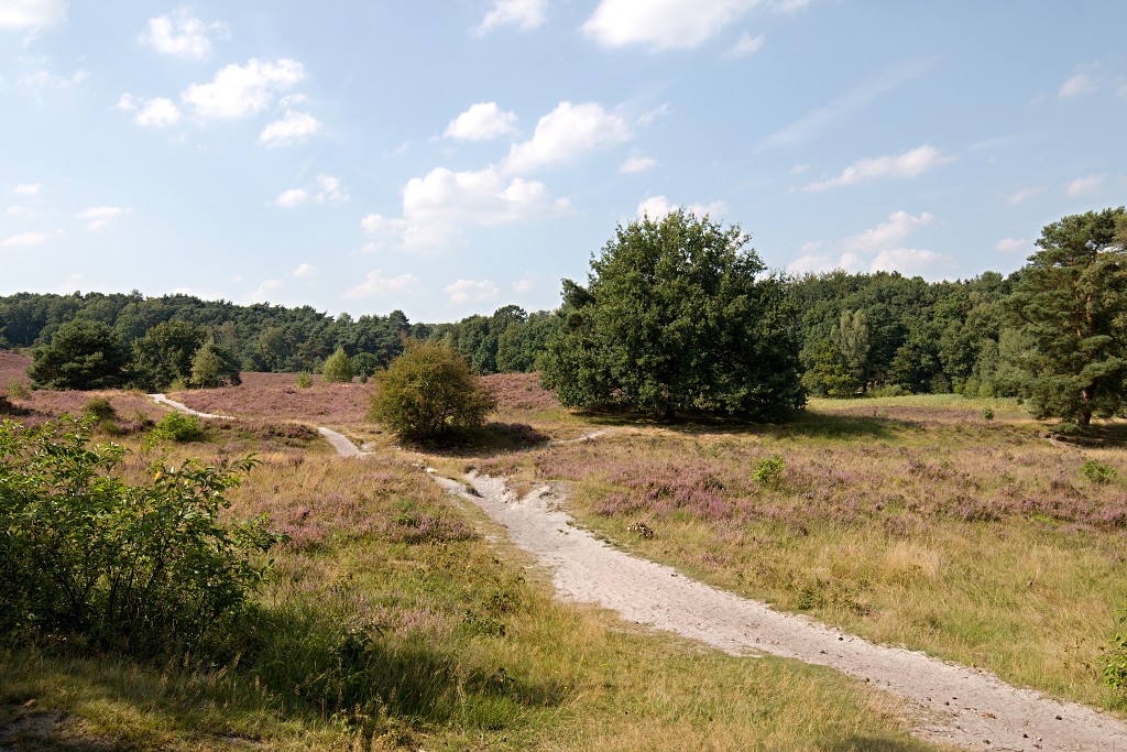 Brunssummerheide heide hei natuurgebied natuurmonumenten natuur recreatiegebied hdr limburg heidelandschap landschap sterrenwacht